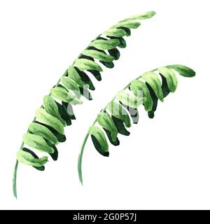 Feuilles vertes de fougères décoratives ou de polypodiophyta. Illustration aquarelle dessinée à la main, isolée sur fond blanc Banque D'Images