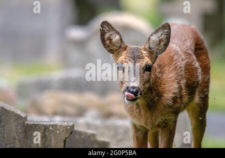 ROE Deer mangeant des fleurs Banque D'Images