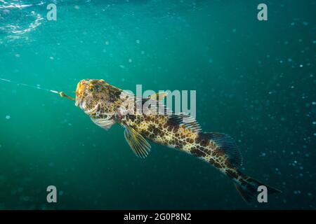 Une morue lingue pêchée sur une longue ligne de pêche. Banque D'Images