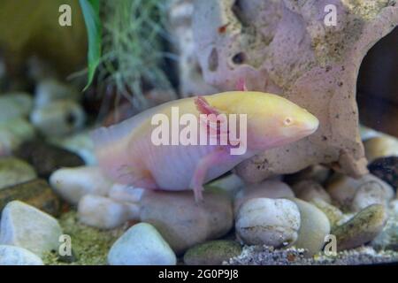 axolotl sur le fond de l'aquarium Banque D'Images