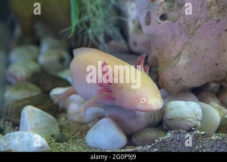 axolotl sur le fond de l'aquarium Banque D'Images