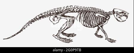 Squelette de fibre de castor eurasien en vue de profil, après une gravure antique du XIXe siècle Illustration de Vecteur