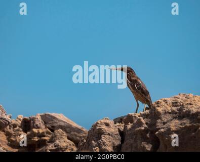 Heron strié, Butorides striata, sur un promontoire rocheux de la Kimberly Coast en Australie occidentale. Banque D'Images