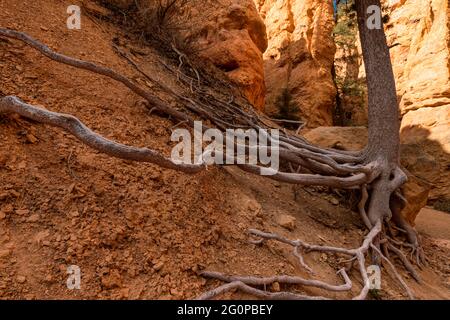 Racines d'arbres exposées, Navajo Loop Trail, Bryce Canyon, Utah, États-Unis Banque D'Images