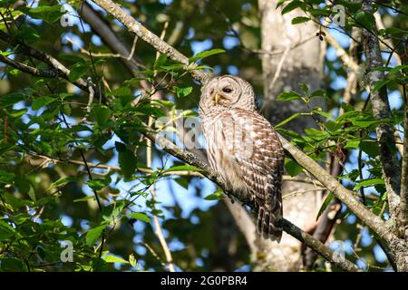 Un hibou sauvage pour adulte interdit regarde de la branche d'un arbre. Le rapaleur est clairement visible pendant la lumière du jour lorsque le soleil du matin illumine l'oiseau Banque D'Images