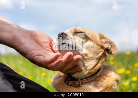 Un chien mongrel chuhuahua aime être chassé Banque D'Images