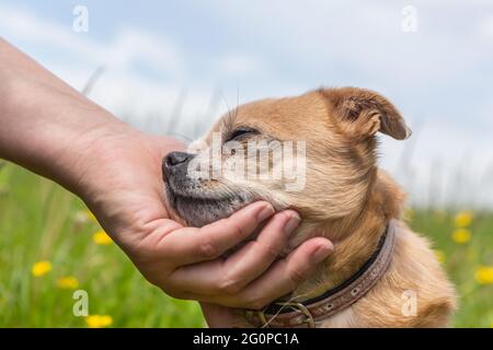 Un chien mongrel chuhuahua aime être chassé Banque D'Images