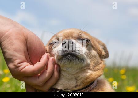 Un chien mongrel chuhuahua aime être chassé Banque D'Images