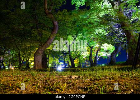 Vue nocturne de la forêt verte de Gyeongju Gyerim en Corée Banque D'Images