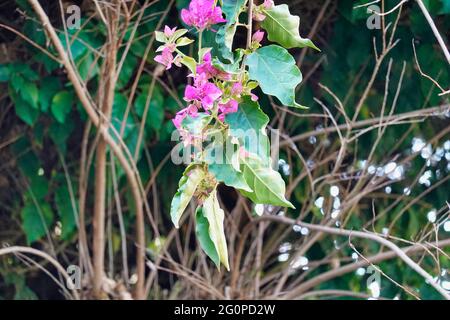 Tige de belles fleurs de bougainvilliers sur les branches d'arbres flétrissent et le fond de vignes à feuilles persistantes Banque D'Images