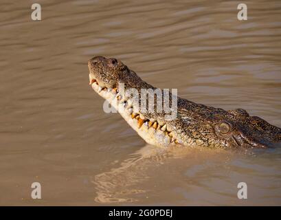 Crocodile d'eau salée, Crocodylus porosus, tête montrant des dents aussi connu comme un crocodile ou saltie estuarien. Banque D'Images