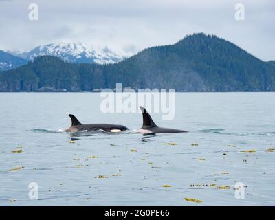 Rorque de Killer, ou orque, Orcinus orque de la pod AG dans le passage intérieur du sud-est de l'Alaska, Etats-Unis Banque D'Images