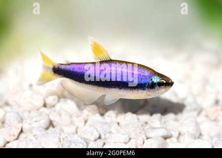 Bleu empereur Tetra Inpaichthys kerri poissons aquarium tropicaux isolés Banque D'Images