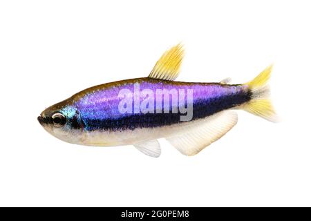 Bleu empereur Tetra Inpaichthys kerri poissons aquarium tropicaux isolés Banque D'Images