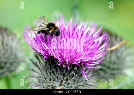 Le bourdon recueille le pollen d'une fleur de chardon Banque D'Images