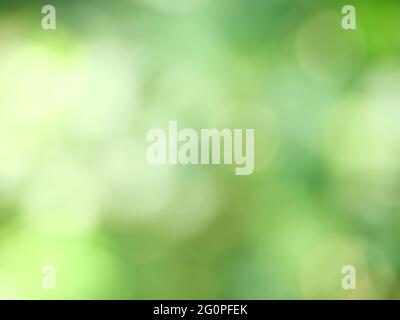 Arrière-plan abstrait du bokeh naturel pour la célébration de la saison des fêtes, mélange de blanc avec cercle vert et jaune Banque D'Images