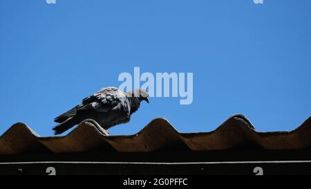 Le pigeon debout sur le toit de la maison, Dove Birds avec ciel bleu en arrière-plan Banque D'Images