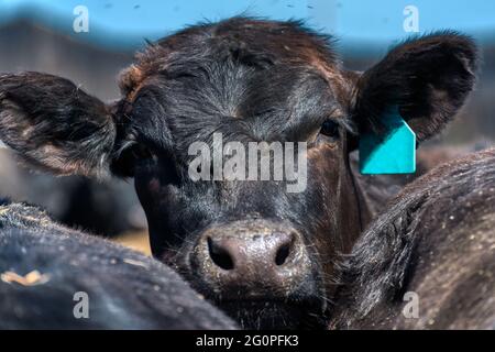 Vache noire dans le pâturage. Banque D'Images