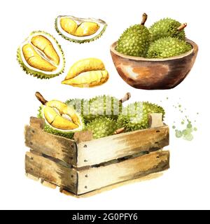 Récolte de fruits Durian avec un délicieux ensemble de chair douce jaune doré. Aquarelle illustration dessinée à la main isolée sur fond blanc Banque D'Images