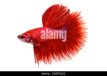 Halfmoon Betta splendens Siamois combat aquarium poissons Banque D'Images