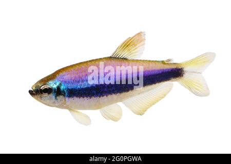 Bleu empereur Tetra Inpaichthys kerri poissons aquarium tropicaux isolés Banque D'Images
