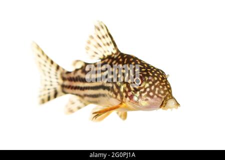 Poisson-chat Corydoras sterbai le poisson-aquarium Cory de Sterba Banque D'Images