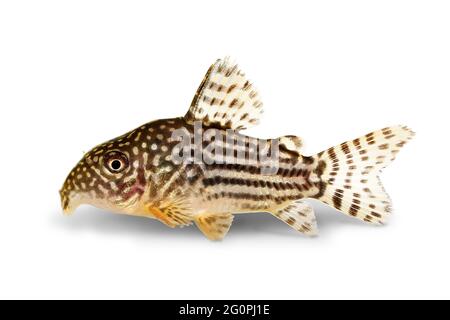 Poisson-chat Corydoras sterbai le poisson-aquarium Cory de Sterba Banque D'Images