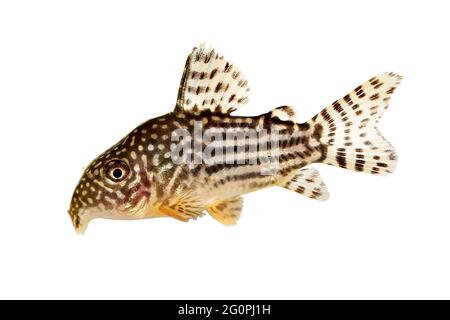 Poisson-chat Corydoras sterbai le poisson-aquarium Cory de Sterba Banque D'Images