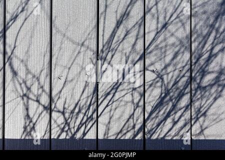 Ombres des plantes séchées des prairies de la saison de croissance de l'année précédente sur une promenade dans le parc national de Badlands, Dakota du Sud, États-Unis Banque D'Images