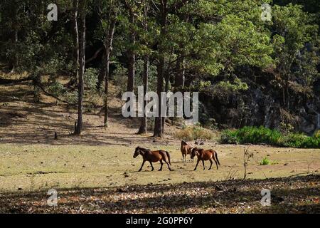 Poneys et chattes sur une prairie au pied du mont Mutis, près du village de Fatumnasi, au Timor Central Sud, île de Timor, Nusa Tenggara est, Indonésie. Banque D'Images