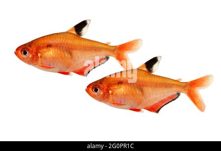 Serpae Tetra Aquarium poissons Hyphessobrycon eques bijou tetra Banque D'Images