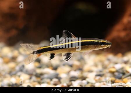 Renard volante Epalzeorhynchos kalopterus Aquarium poissons mangeant des algues Banque D'Images