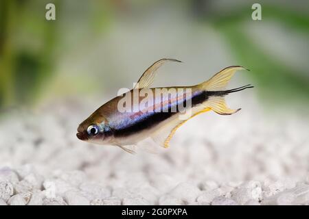 Poisson aquarium Emperor Tetra Nematobrycon palmeri Banque D'Images