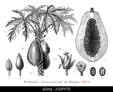 Illustration botanique de Papaya dessin à la main style gravure vintage noir et blanc clip art isolé sur fond blanc Illustration de Vecteur