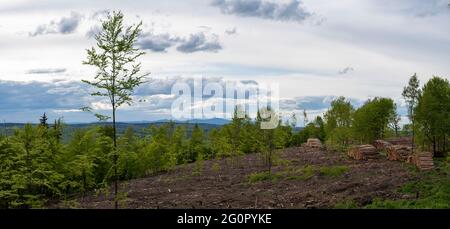 Stolberg, Allemagne. 24 mai 2021. De jeunes arbres à feuilles caduques poussent sur une colline dégagée, à proximité immédiate de la Croix de Joseph, dans les montagnes Harz. Derrière eux, on peut voir le pic du Brocken au loin. Dans les monts Harz, les forêts de pins meurent en raison de la sécheresse prolongée et de l'infestation par le dendroctone du pin. Les grandes surfaces ont dû être coupées. Credit: Stephan Schulz/dpa-Zentralbild/ZB/dpa/Alay Live News Banque D'Images