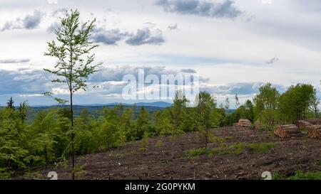 Stolberg, Allemagne. 24 mai 2021. De jeunes arbres à feuilles caduques poussent sur une colline dégagée, à proximité immédiate de la Croix de Joseph, dans les montagnes Harz. Derrière eux, on peut voir le pic du Brocken au loin. Dans les monts Harz, les forêts de pins meurent en raison de la sécheresse prolongée et de l'infestation par le dendroctone du pin. Les grandes surfaces ont dû être coupées. Credit: Stephan Schulz/dpa-Zentralbild/ZB/dpa/Alay Live News Banque D'Images