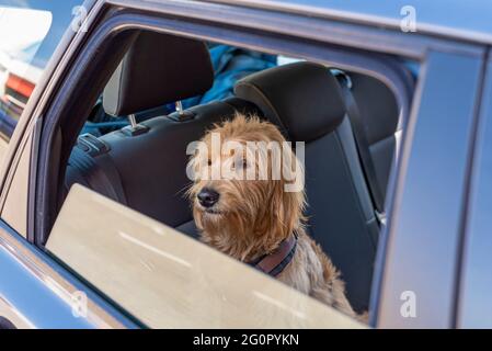 Magdebourg, Allemagne. 15 mai 2021. Un chien (Mini Goldendoodle) se fait à l'extérieur d'une fenêtre de voiture avec les vitres abaissées. Credit: Stephan Schulz/dpa-Zentralbild/ZB/dpa/Alay Live News Banque D'Images