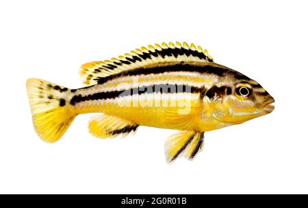 Cichlid Melanochromis auratus auratus golden mbuna isolées de poissons d'aquarium Banque D'Images