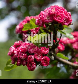 Gros plan de fleurs roses sur un arbre au printemps Banque D'Images