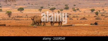 Pannorama de trois rhinocéros noirs à la savane dans le désert du Namib en Namibie. Banque D'Images