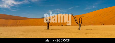 Vue panoramique de deux épines de chameau de Deadvlei, paysage avec de grandes dunes de sable en arrière-plan à Sossusvlei, Namibie Banque D'Images