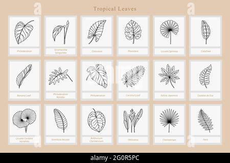 Grand ensemble de feuilles tropicales exotiques. Illustration de Vecteur