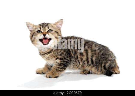 un chaton de race rouge à pois gris se trouve sur un fond blanc isolé Banque D'Images