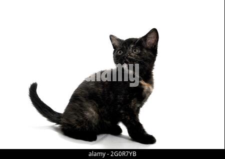 un chaton à pois noirs et rouge de race se trouve sur un fond blanc isolé Banque D'Images