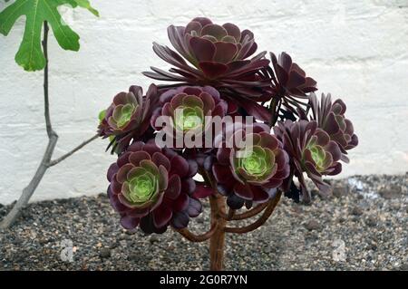 Rouge foncé avec des rosettes vertes de l'Aeonium 'Velour' un succulent Evergreen en exposition à RHS Garden Bridgewater, Worsley, Greater Manchester. Banque D'Images