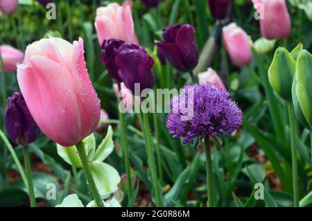 Une seule grande fleur d'Allium violet est exposée parmi les tulipes roses et pourpre en parterre à fleurs à RHS Garden Bridgewater, Worsley, Greater Manchester, Royaume-Uni. Banque D'Images