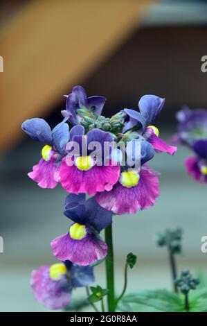 Nemesia 'Evening Dusk' une plante de literie bicolore bleue et pourpre avec un œil jaune en exposition à RHS Garden Bridgewater, Worsley, Greater Manchester. Banque D'Images