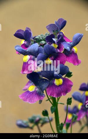 Nemesia 'Evening Dusk' une plante de literie bicolore bleue et pourpre avec un œil jaune en exposition à RHS Garden Bridgewater, Worsley, Greater Manchester. Banque D'Images