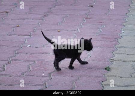 Vue arrière d'un petit chaton noir errant tout seul sur le trottoir Banque D'Images