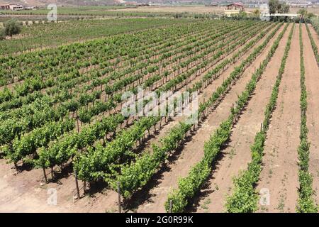 Paella et festival du vin de basse Californie, Mexique Banque D'Images